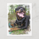 Rottweiler Photo Postcard