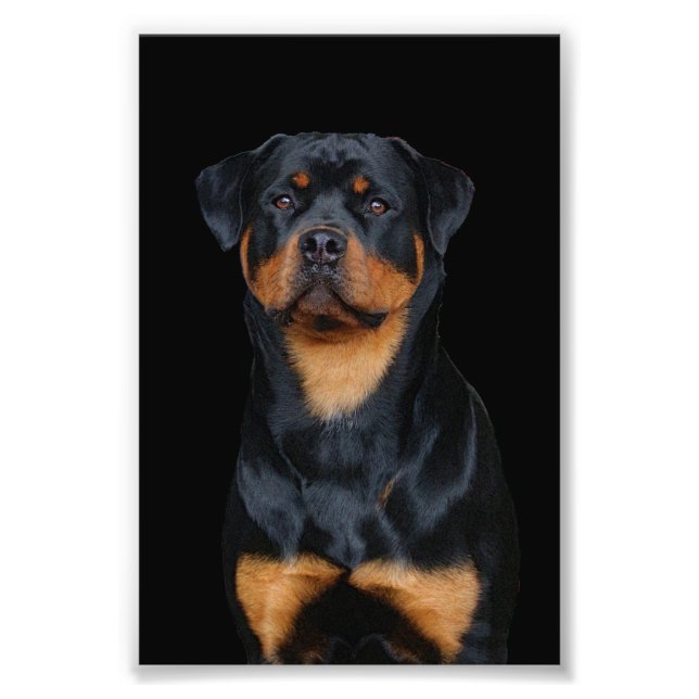 Rottweiler   photo print (Front)