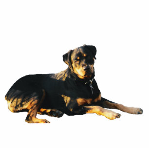 Rottweiler Photo Sculpture Magnet