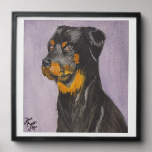 Rottweiler Picture