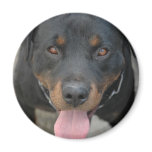 Rottweiler Picture Round Magnet