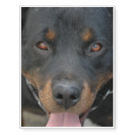 Rottweiler Picture Temporary Tattoos
