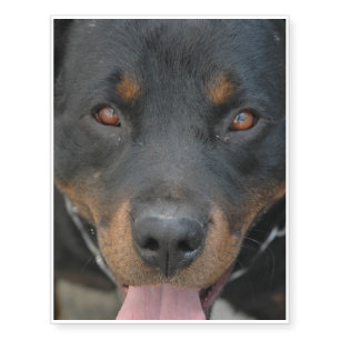 Rottweiler Picture Temporary Tattoos
