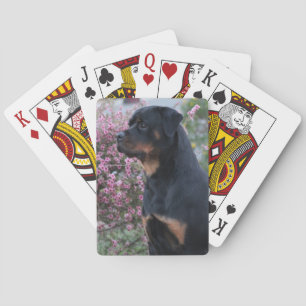Rottweiler Poker Cards