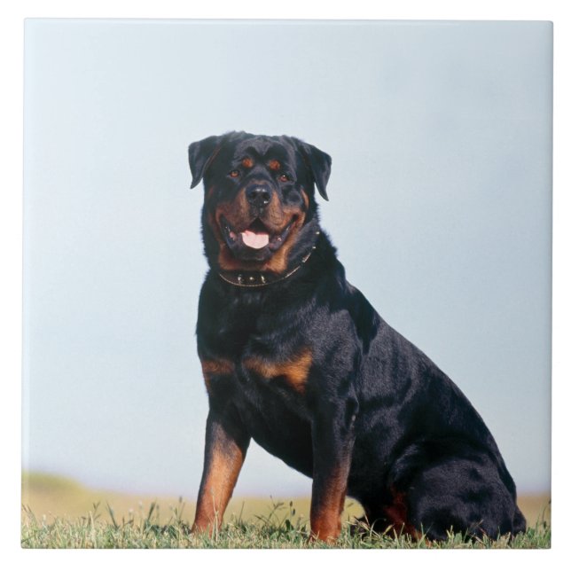 Rottweiler Portrait Ceramic Photo Tile (Front)
