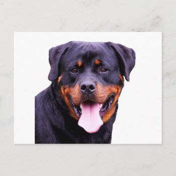 Rottweiler Postcard by yackerscreations at Zazzle