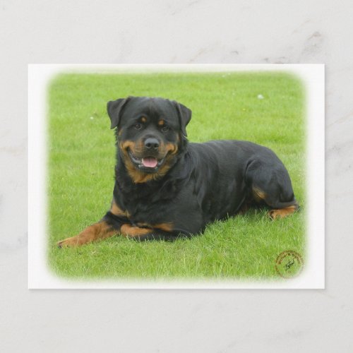 Rottweiler Postcard