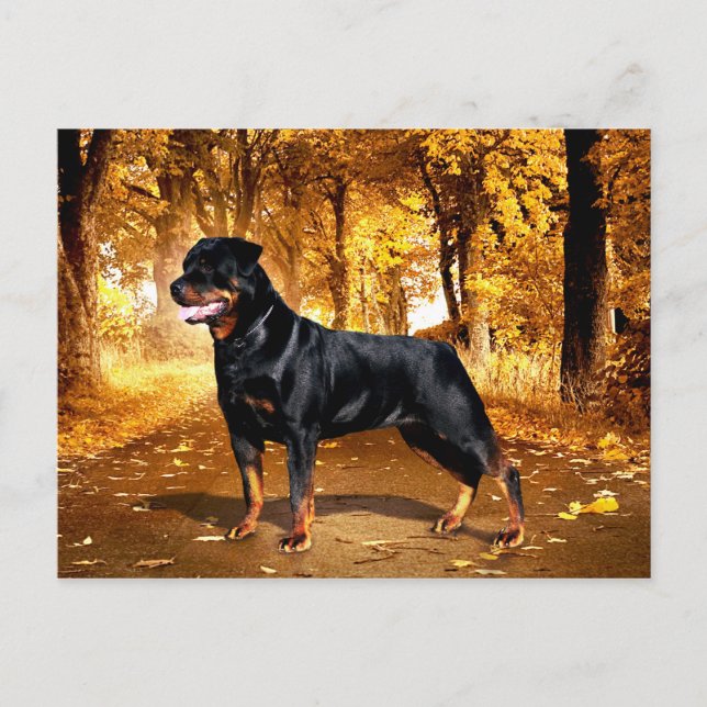 Rottweiler Postcard (Front)
