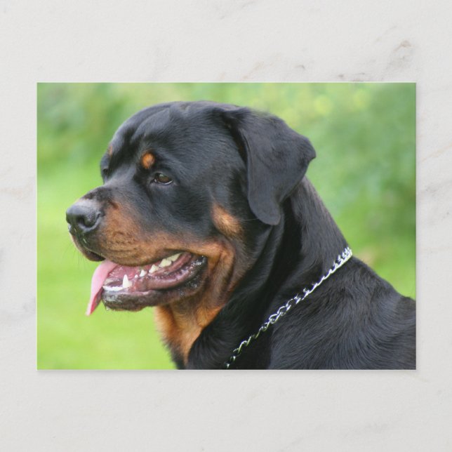 rottweiler postcard (Front)
