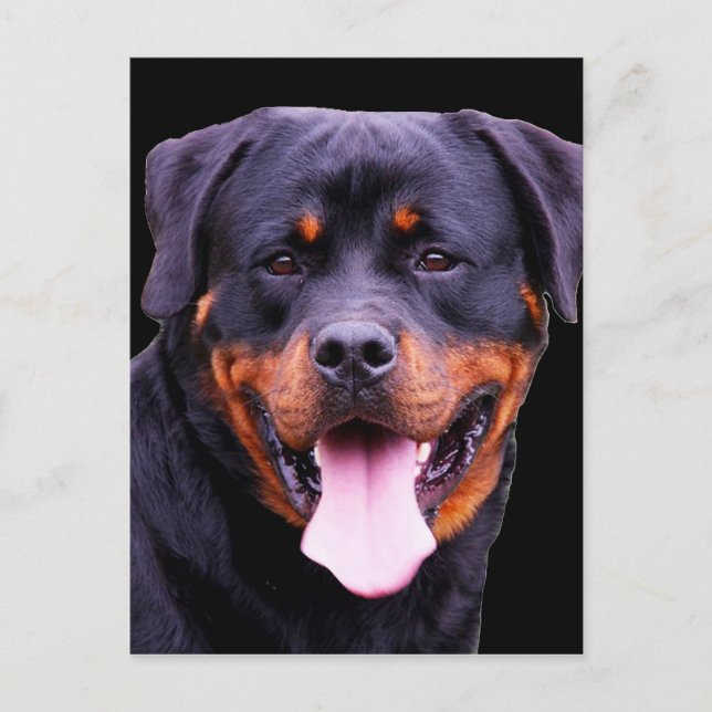 "Rottweiler" Postcard (Front)