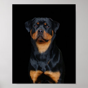 Rottweiler   poster