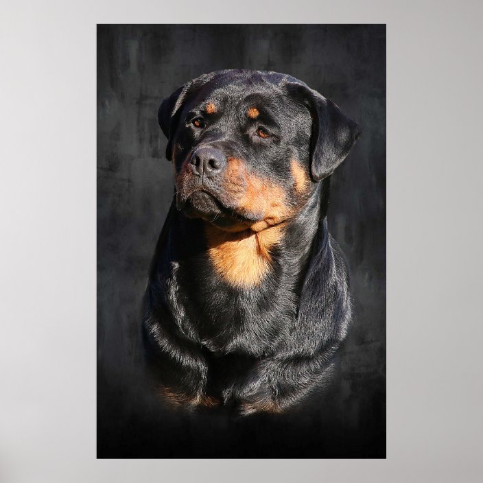 Rottweiler Poster | Zazzle.com