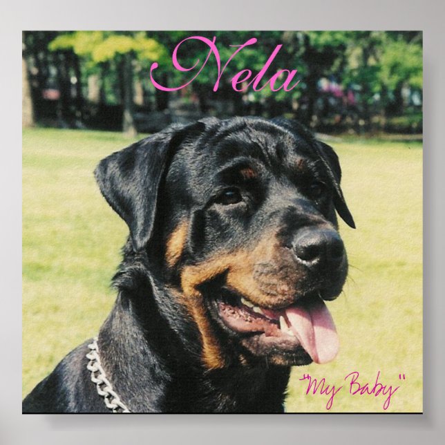 Rottweiler Poster (Front)