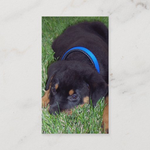Customizable rottweiler pup business card