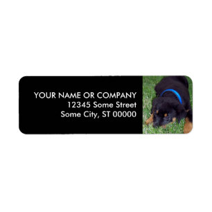 rottweiler pup. label
