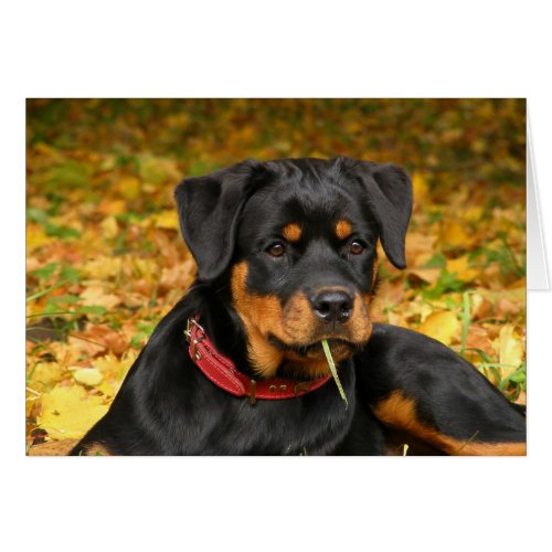 Rottweiler Pup Lying On The Ground In Forest