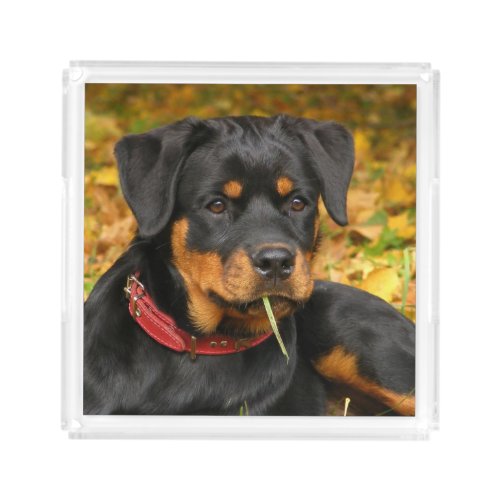 Rottweiler Pup Lying On The Ground In Forest Acrylic Tray