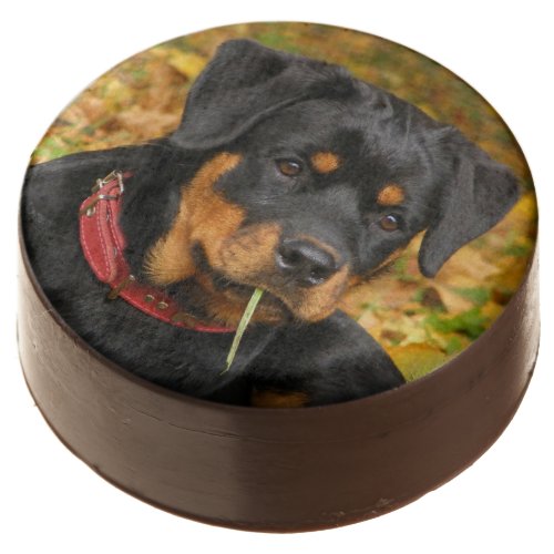 Rottweiler Pup Lying On The Ground In Forest Chocolate Dipped Oreo