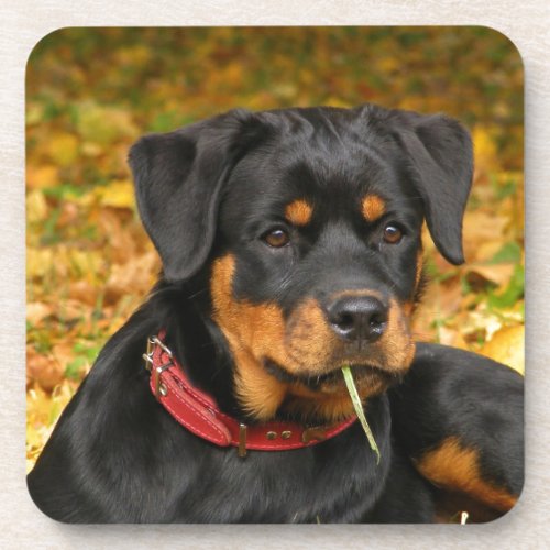 Rottweiler Pup Lying On The Ground In Forest Coaster