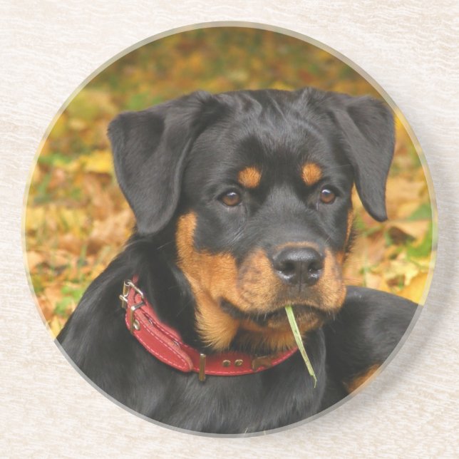 Rottweiler Pup Lying On The Ground In Forest Drink Coaster (Front)