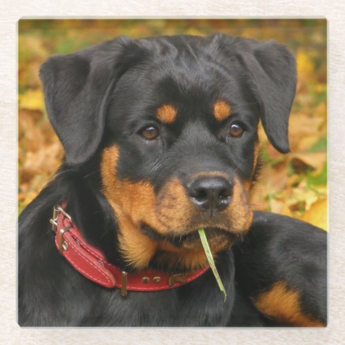 Rottweiler Pup Lying On The Ground In Forest Glass Coaster