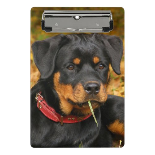 Rottweiler Pup Lying On The Ground In Forest Mini Clipboard