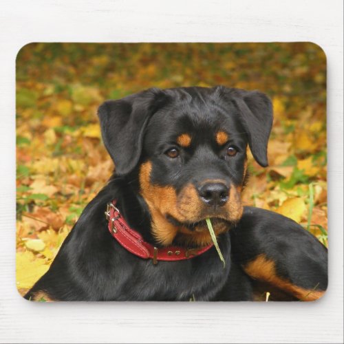 Rottweiler Pup Lying On The Ground In Forest Mouse Pad