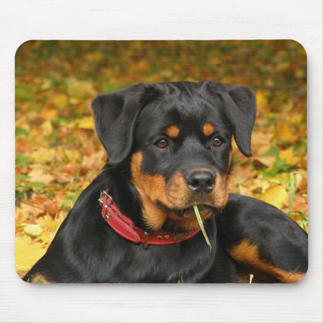 Rottweiler Pup Lying On The Ground In Forest Mouse Pad (Front)