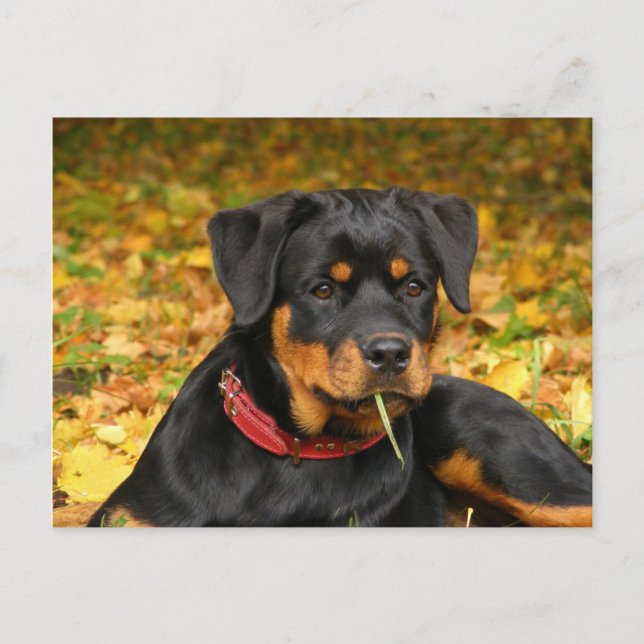 Rottweiler Pup Lying On The Ground In Forest Postcard (Front)