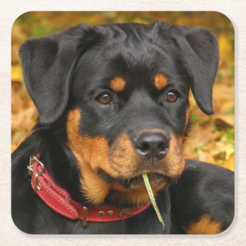 Rottweiler Pup Lying On The Ground In Forest Square Paper Coaster