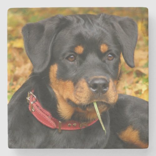 Rottweiler Pup Lying On The Ground In Forest Stone Coaster