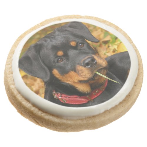 Rottweiler Pup Lying On The Ground In Forest Sugar Cookie