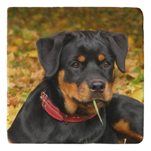 Rottweiler Pup Lying On The Ground In Forest Trivet