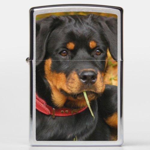 Rottweiler Pup Lying On The Ground In Forest Zippo Lighter
