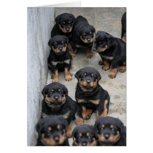Rottweiler Puppies Cards (Front)