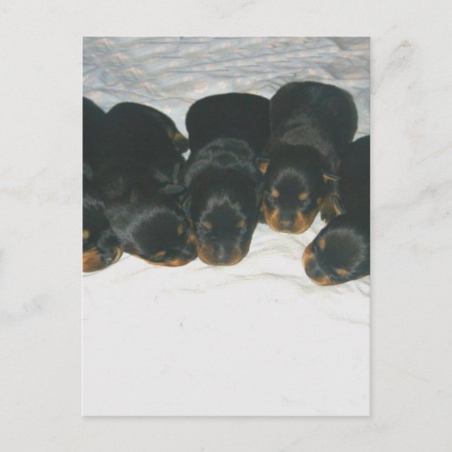 Rottweiler Puppies Postcard (Front)