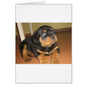 Rottweiler_puppy (Front)