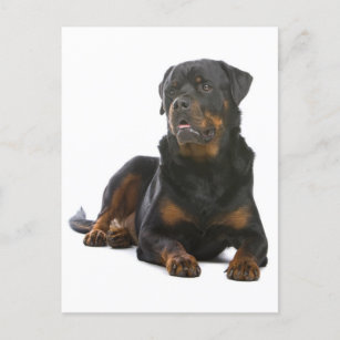 Dog Postkarte Hund Rottweiler Postcard 15 