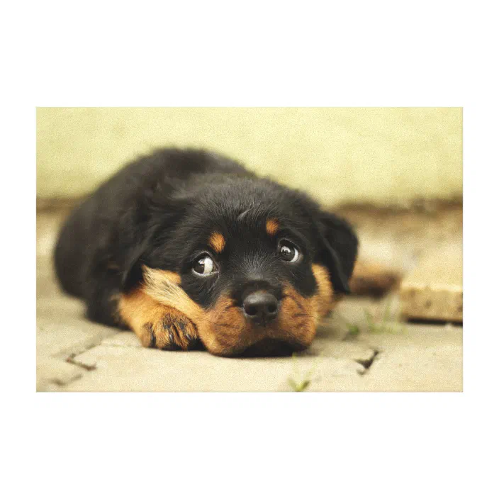 Wall Art Animal Poster Print Cute Rottweiler Puppy In A Cup Dog Photo 
