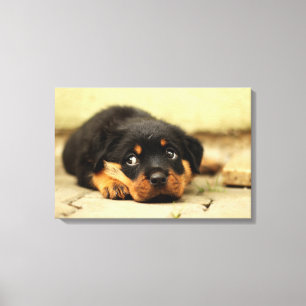 Rottweiler puppy dog curious about life canvas print