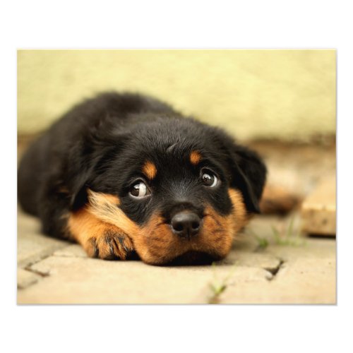 Rottweiler puppy dog curious about life photo print