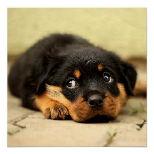 Rottweiler puppy dog curious about life poster