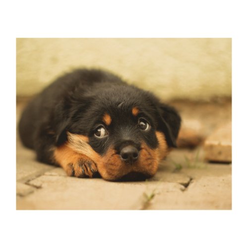 Rottweiler puppy dog curious about life wood wall art