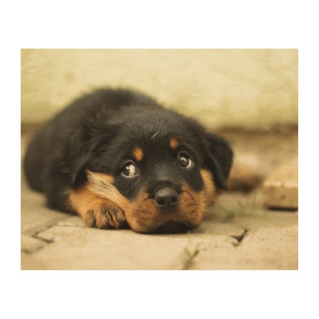 Rottweiler puppy dog curious about life wood wall art (Front)