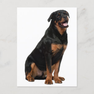 Rottweiler Puppy Dog - Hello Thinking of You, Love Postcard