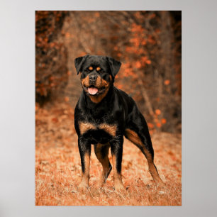 Rottweiler Puppy Dog Poster