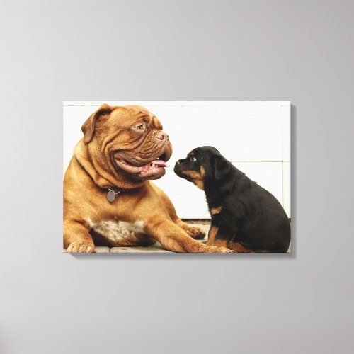 Rottweiler puppy dog yearning canvas print