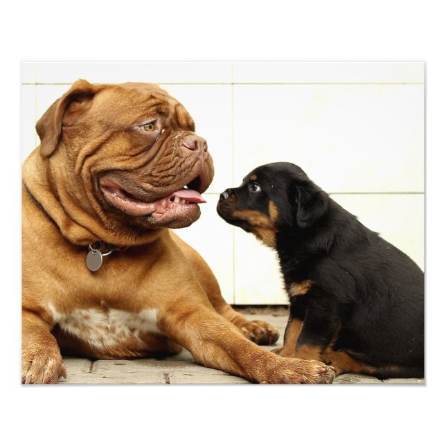 Rottweiler puppy dog yearning photo print (Front)