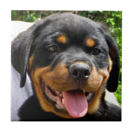 rottweiler puppy face