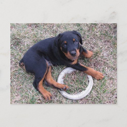 Rottweiler Puppy Innocent Postcard